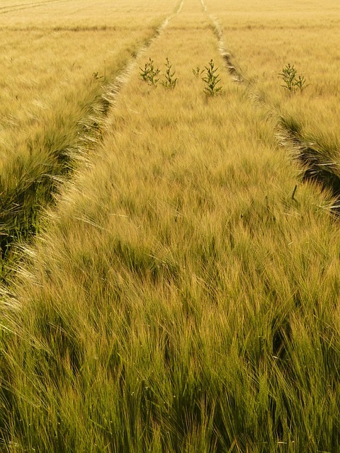 barley field 8237 640