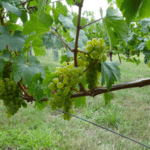 Vendanges Saint Sanctin