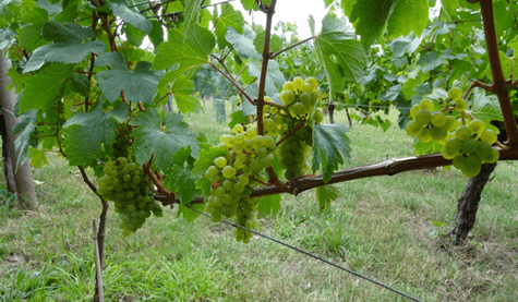 Vendanges Saint Sanctin