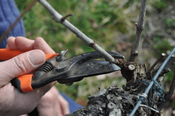 Taille vigne